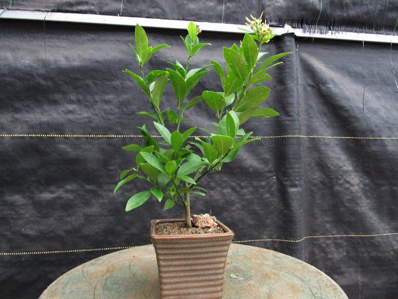 indoor bonsai lemon tree Meyer Lemon Bonsai Tree