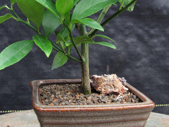 real lemon tree bonsai Meyer Lemon Bonsai Tree