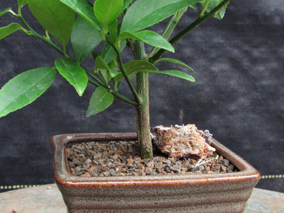 Meyer Lemon Bonsai Tree Trunk