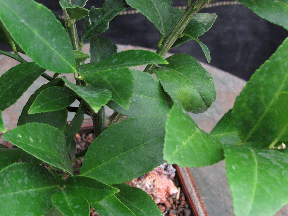 Meyer Lemon Bonsai Tree Leaves