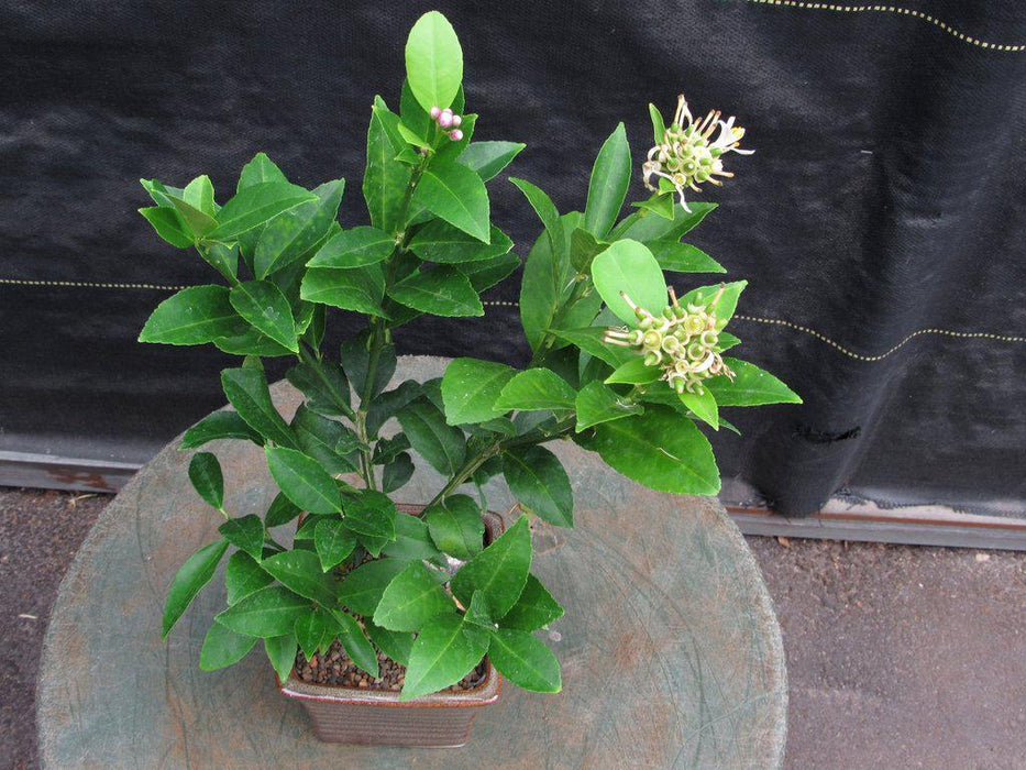 Meyer Lemon Bonsai Tree Canopy