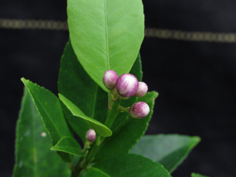 Meyer Lemon Bonsai Tree Buds