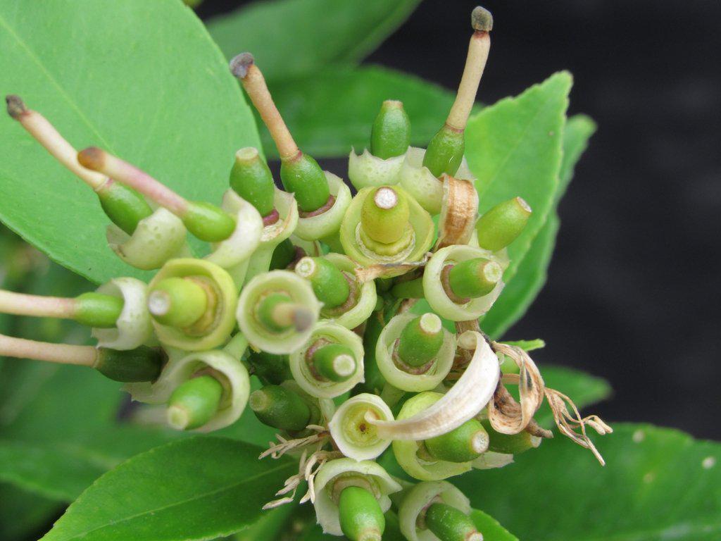 Meyer Lemon Bonsai Tree New Fruit