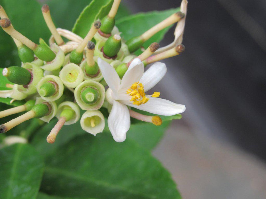 Meyer Lemon Bonsai Tree Flower