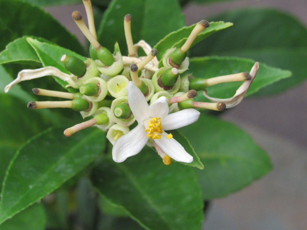 Meyer Lemon Bonsai Tree Flower Full