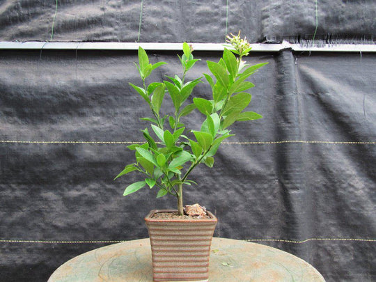 bonsai lemon tree from seed Meyer Lemon Bonsai Tree
