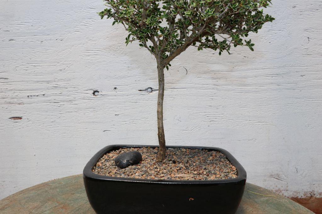 Mt. Fuji Serissa Bonsai Tree Trunk