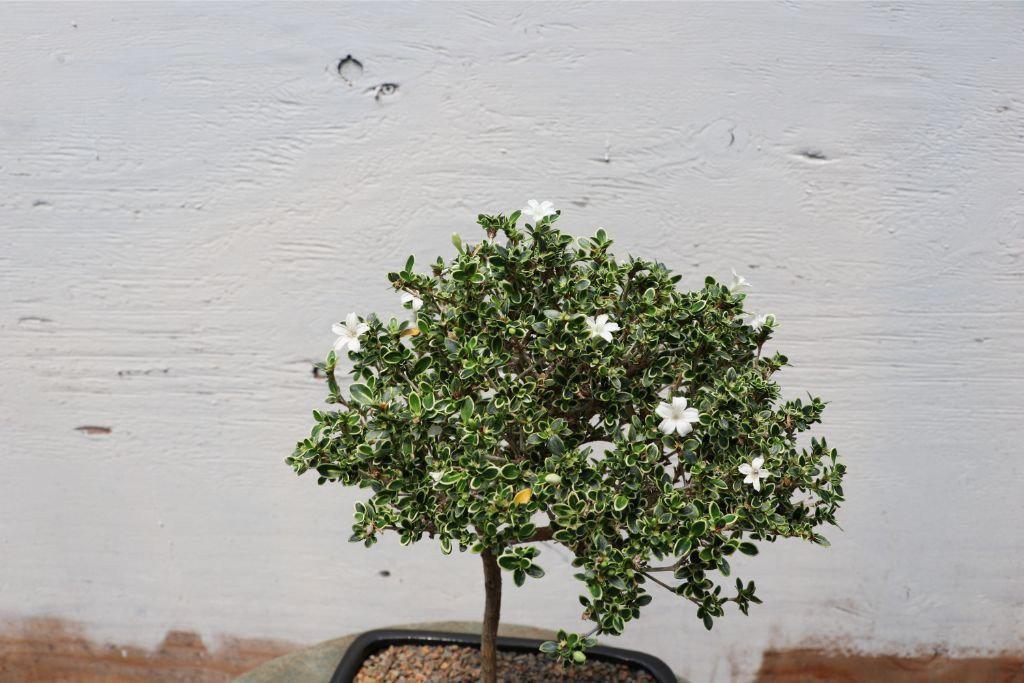 Mt. Fuji Serissa Bonsai Tree Flowers