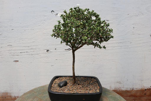 Mt. Fuji Serissa Bonsai Tree