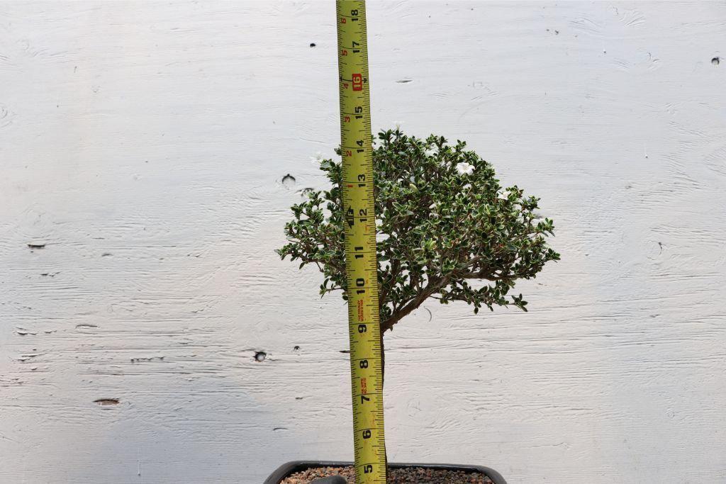 Mt. Fuji Serissa Bonsai Tree Size