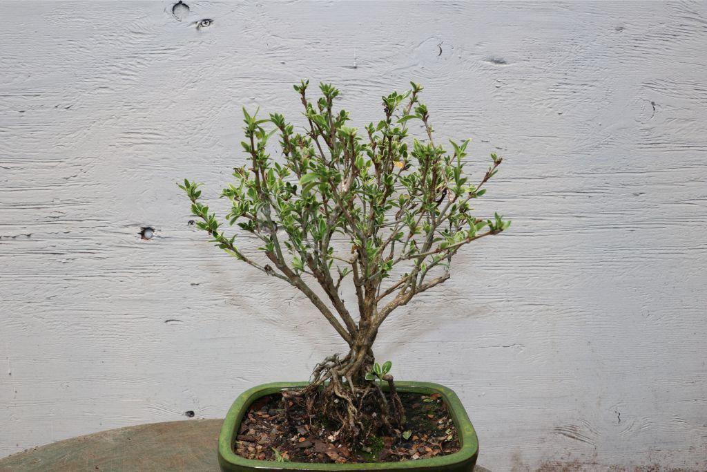 Flowering Mt. Fuji Serissa Exposed Root Bonsai Tree