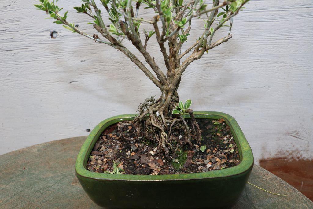 Mt. Fuji Serissa Exposed Root Bonsai Tree Roots