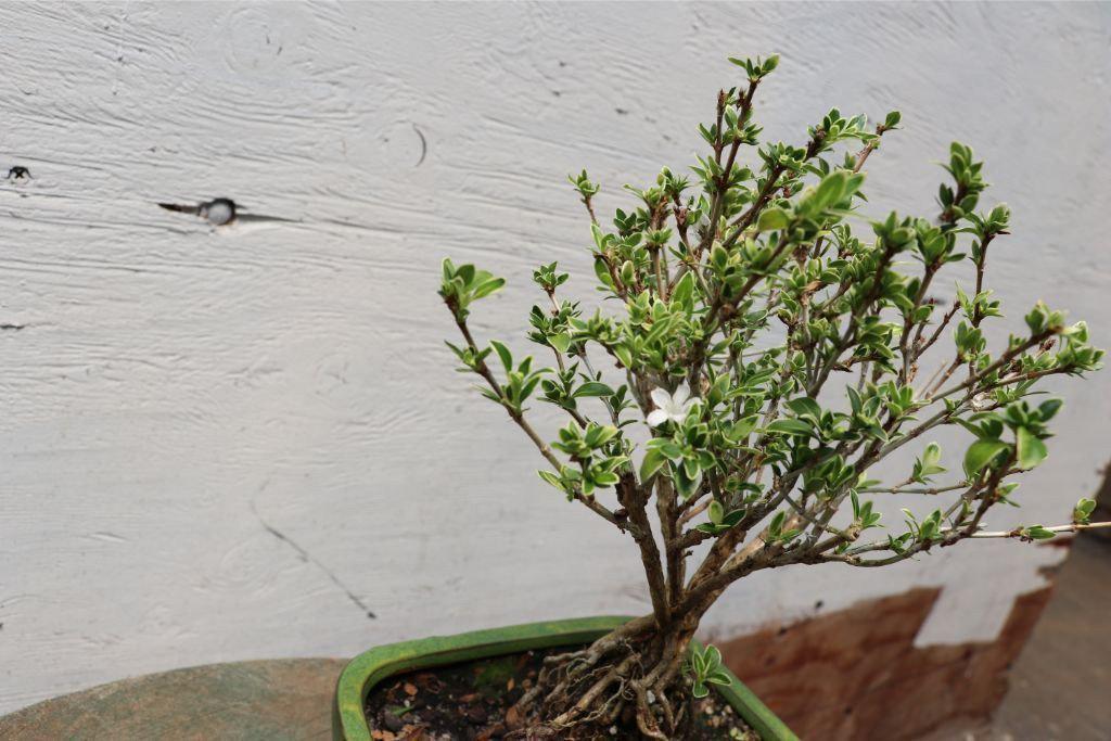 Mt. Fuji Serissa Exposed Root Bonsai Tree Leaves