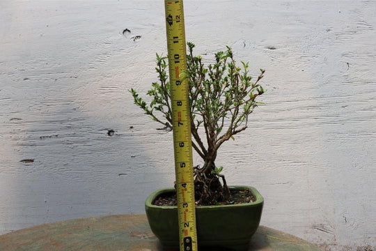 mount fuji serissa bonsai tree Mt. Fuji Serissa Exposed Root Golf Ball Bonsai Tree