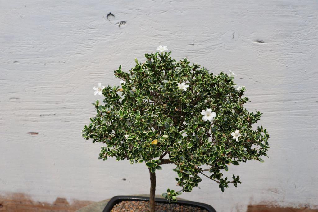 Mt. Fuji Serissa Bonsai Tree Canopy
