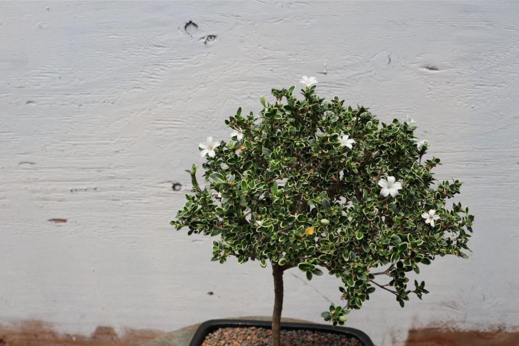 Flowering Mt. Fuji Serissa Bonsai Tree