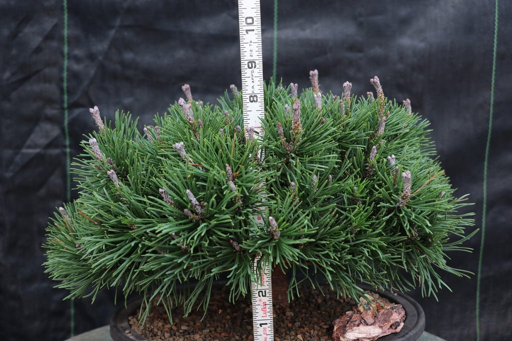 Mugo Pine Bonsai Tree Height