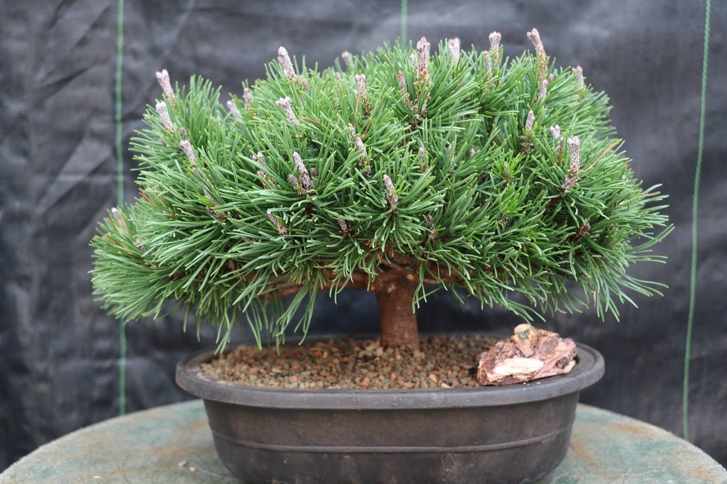 Mugo Pine Bonsai Tree Profile