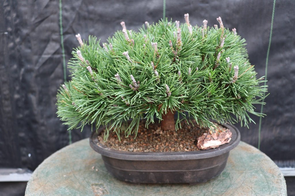 Mugo Pine Bonsai Tree Canopy