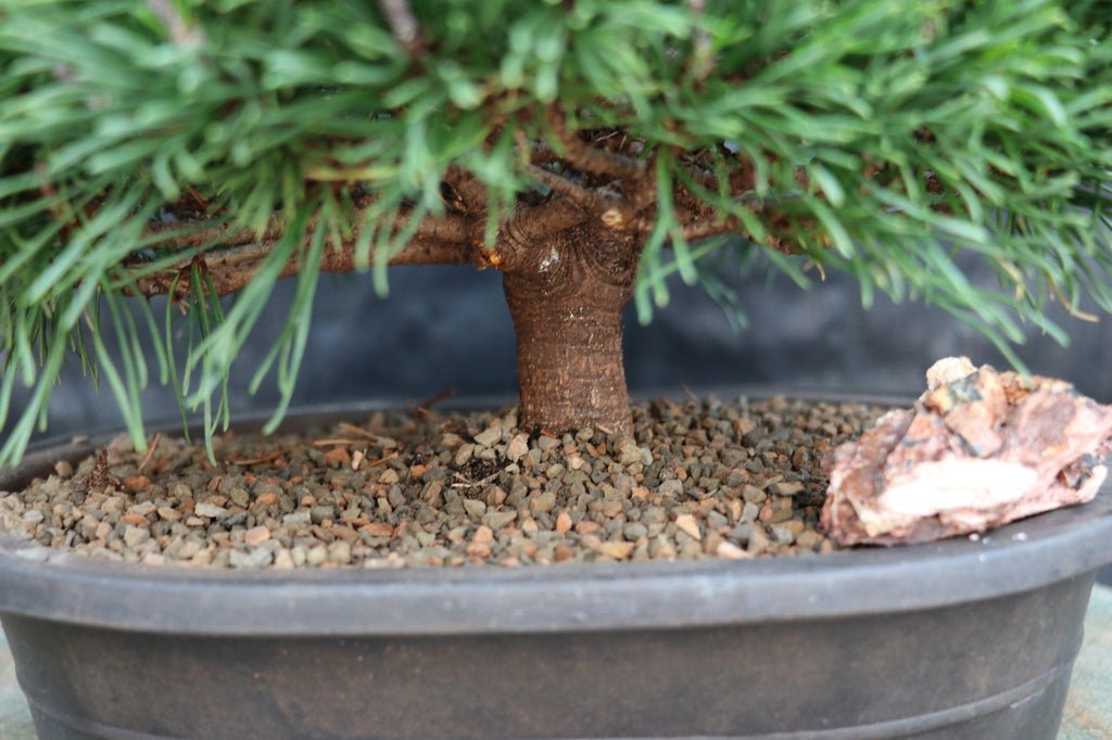 Mugo Pine Bonsai Tree Bark