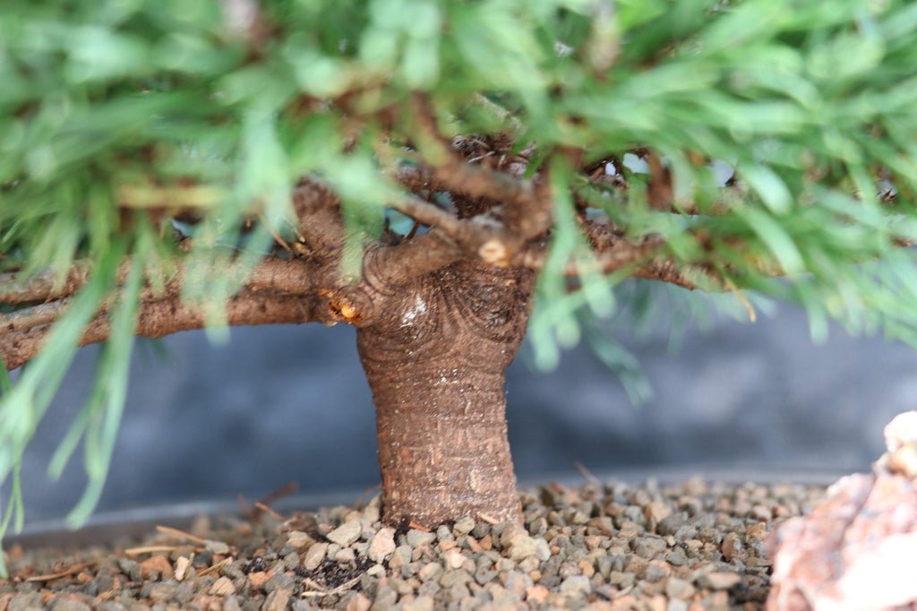 Mugo Pine Bonsai Tree Closeup