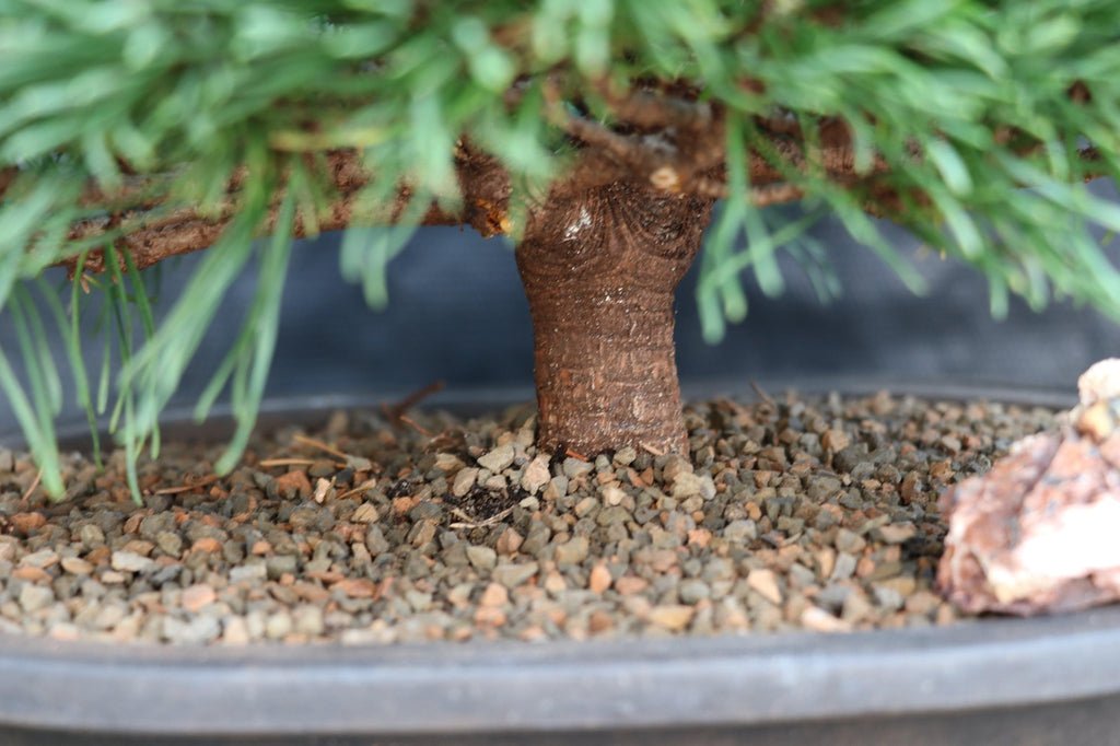 Mugo Pine Bonsai Tree Trunk