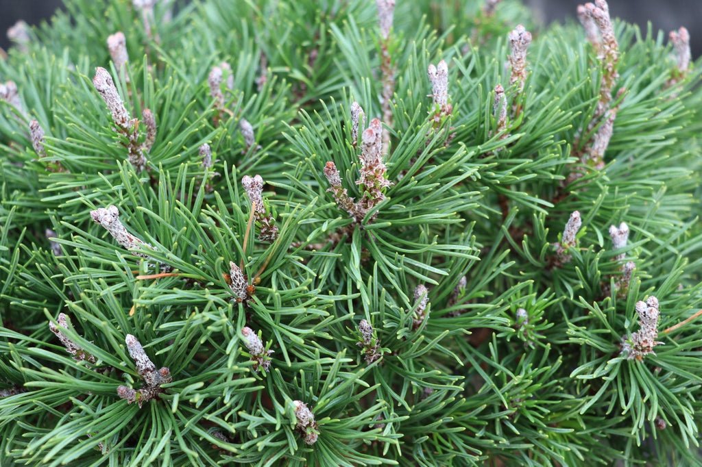 Mugo Pine Bonsai Tree Cones