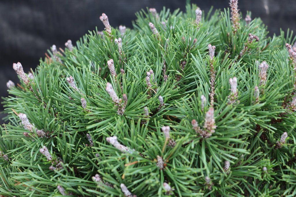 Mugo Pine Bonsai Tree Pine Cones