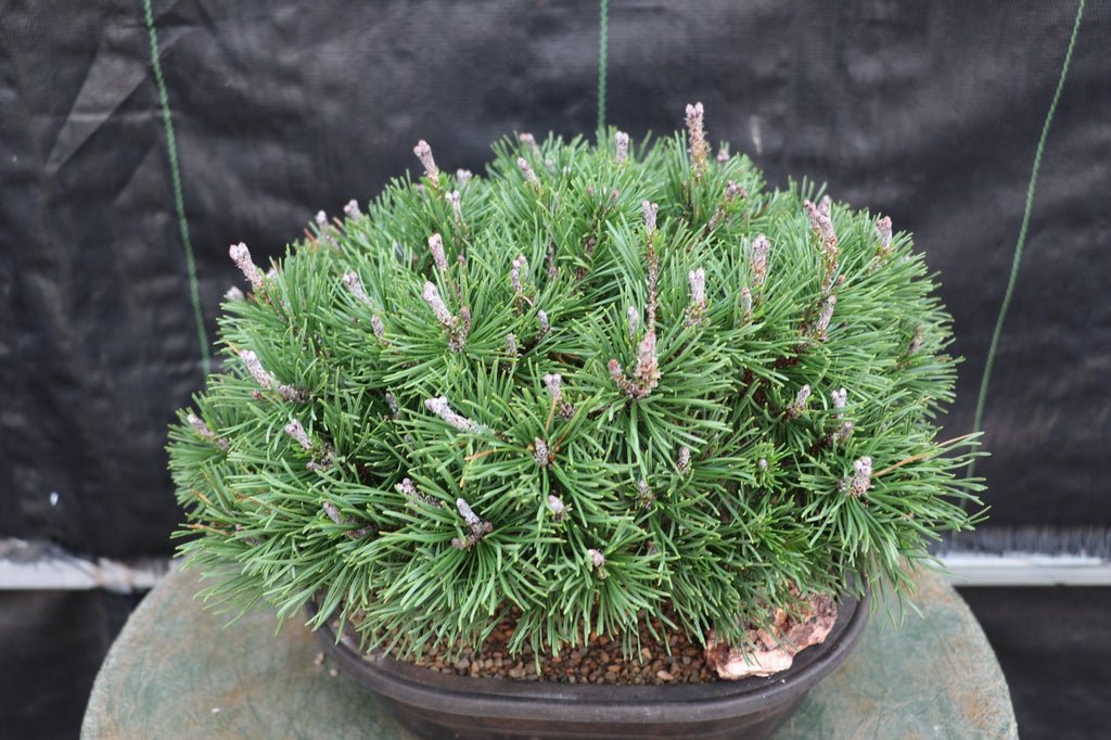 Mugo Pine Bonsai Tree Needles