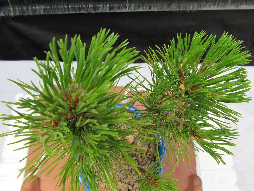 Mugo Pine Bonsai Tree (Small) - Canopy