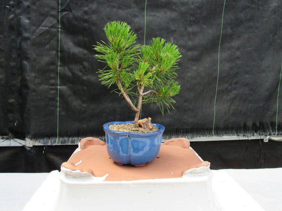 Mugo Pine Bonsai Tree (Small) -  Turned