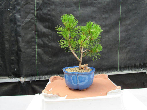 Mugo Pine Bonsai Tree (Small)