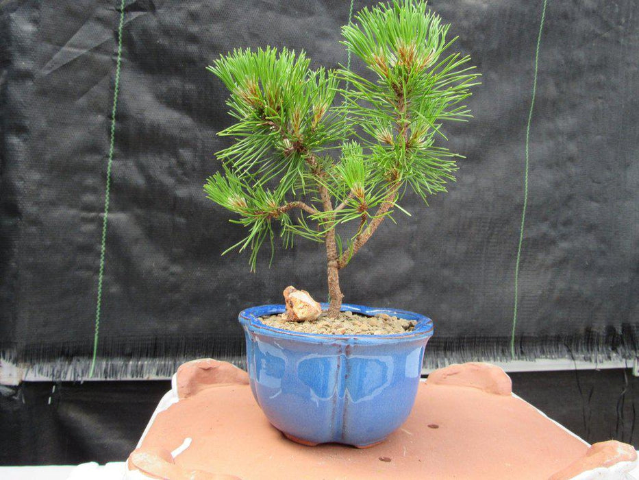 Mugo Pine Bonsai Tree (Small) - Closeup