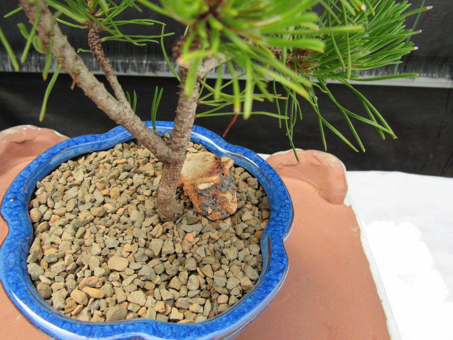Mugo Pine Bonsai Tree (Small) - Trunk