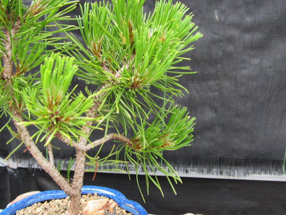 Mugo Pine Bonsai Tree (Small) - Foliage