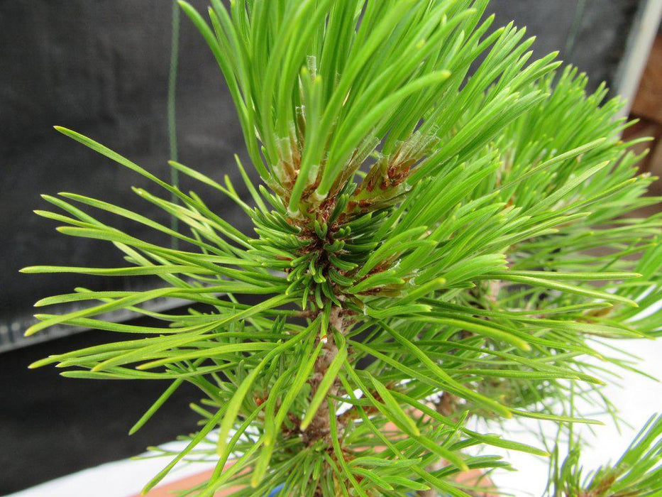 Mugo Pine Bonsai Tree (Small) - Needles