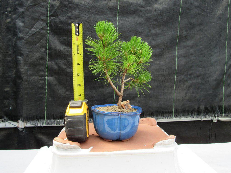 Mugo Pine Bonsai Tree (Small) - Height