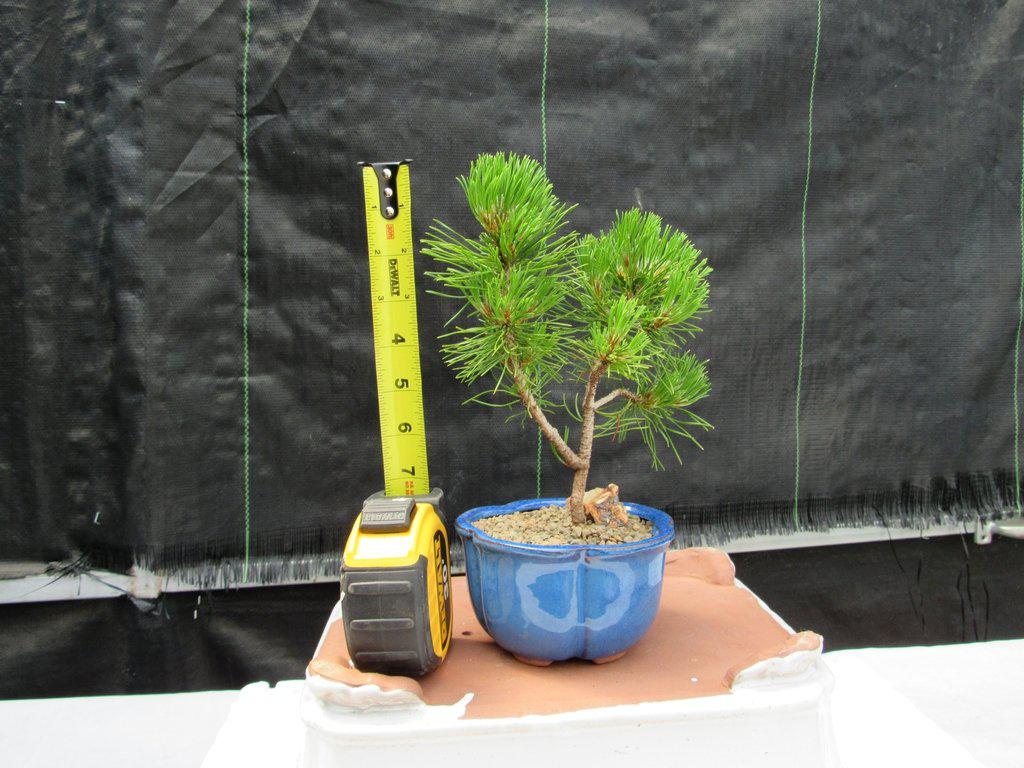 Mugo Pine Bonsai Tree (Small) - Tall