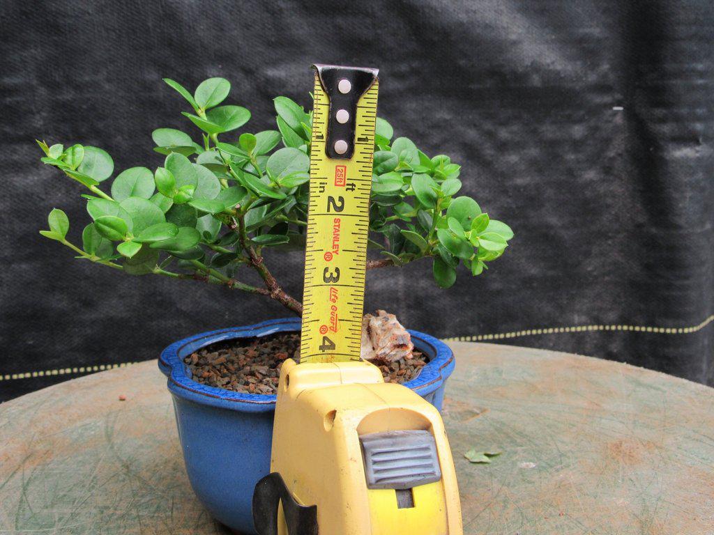 Natal Plum Bonsai Tree Size