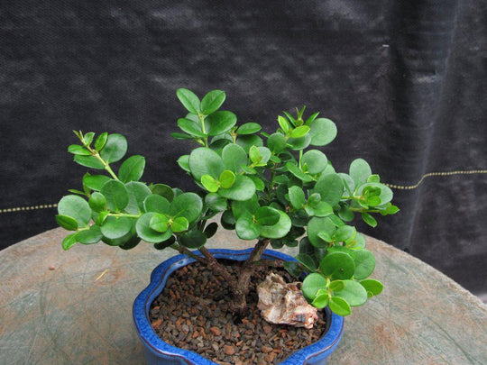 bonsai tree with round leaves Natal Plum Bonsai Tree