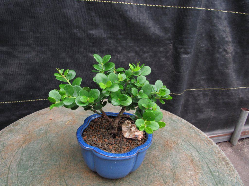 Natal Plum Bonsai Tree Top