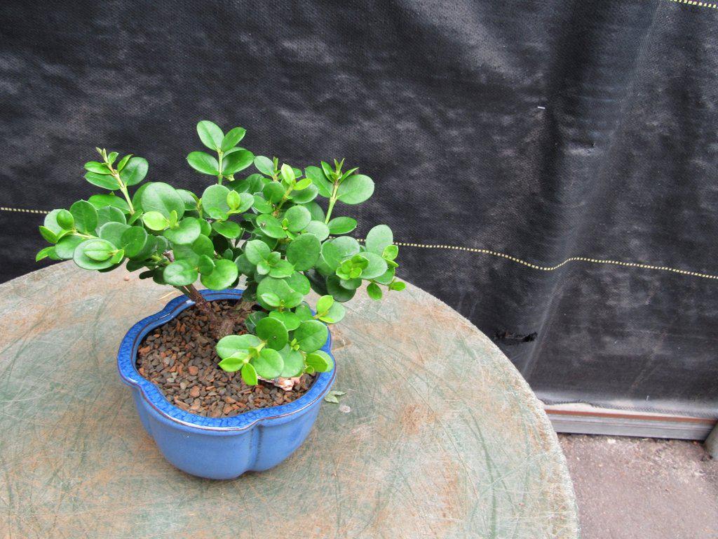 Natal Plum Bonsai Tree Leaves