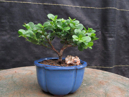 plum bonsai tree Natal Plum Bonsai Tree