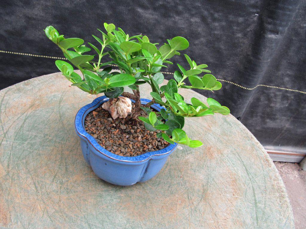 Natal Plum Bonsai Tree Branches