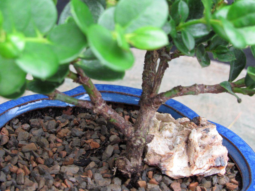 Natal Plum Bonsai Tree Trunk
