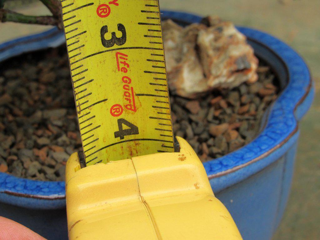 Natal Plum Bonsai Tree Height