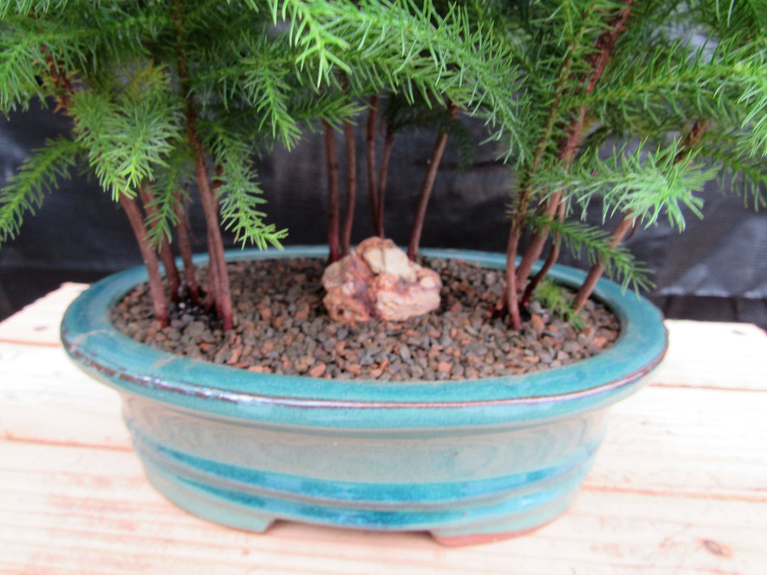 Norfolk Island Pine Bonsai 3 Tree Forest Closeup