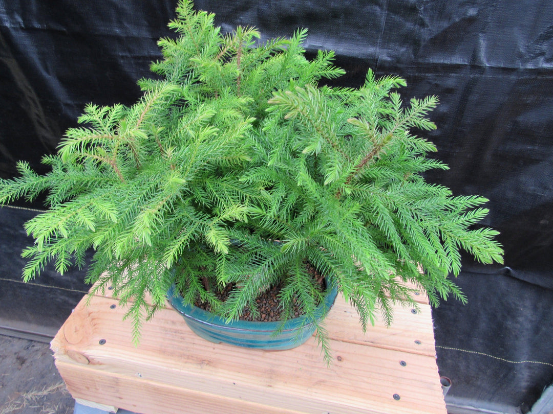Norfolk Island Pine Bonsai 3 Tree Forest Canopy