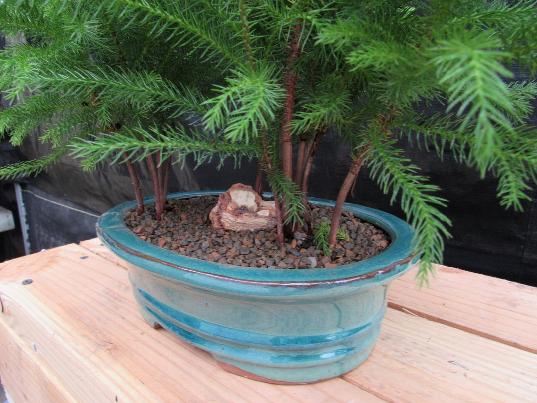 Norfolk Island Pine Bonsai 3 Tree Forest Side