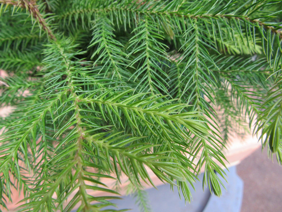 Norfolk Island Pine Bonsai 3 Tree Forest Foliage